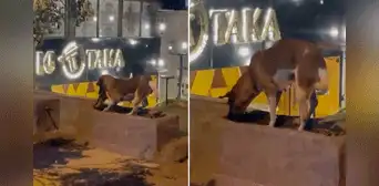 Juntos hasta el final: perrito entierra el cuerpo de su amigo gato atropellado por un auto Juntos hasta el final: perrito entierra el cuerpo de su amigo gato atropellado por un auto