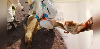 ¿Cuáles son las 5 enfermedades de animales que pueden transmitirse a humanos en Perú? ¿Cuáles son las 5 enfermedades de animales que pueden transmitirse a humanos en Perú?