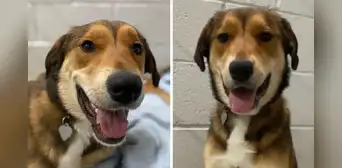 Bailey, una perrita rescatada, recorre casi 17 kilómetros para volver a refugio tras perderse Bailey, una perrita rescatada, recorre casi 17 kilómetros para volver a refugio tras perderse