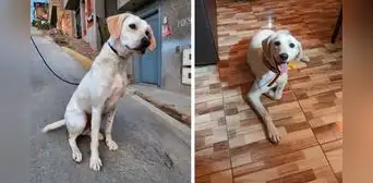 Lince: rescatistas ofrecen pollada para cubrir gastos de perrito que fue abandonado Lince: rescatistas ofrecen pollada para cubrir gastos de perrito que fue abandonado