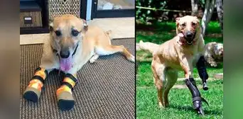 La cruel historia de Pay de Limón, el perro que fue mutilado por narcos del cártel de Los Zetas La cruel historia de Pay de Limón, el perro que fue mutilado por narcos del cártel de Los Zetas
