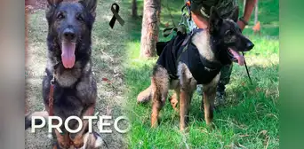 Fallece Proteo, perrito mexicano rescatista que viajó a Turquía Fallece Proteo, perrito mexicano rescatista que viajó a Turquía