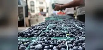 Agroexportaciones crecieron 13% en 2022 y completaron 7 años de avance consecutivo Agroexportaciones crecieron 13% en 2022 y completaron 7 años de avance consecutivo