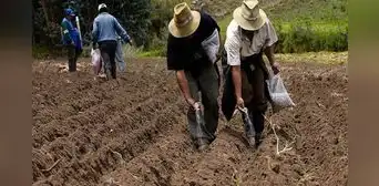 En plena campaña agrícola, siembras en 19 regiones cayeron hasta en casi 57%