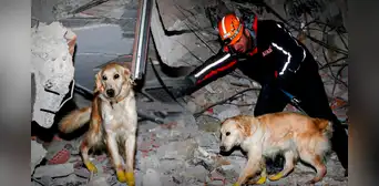 Perro de rescate se cortó las patas, lo vendaron y salvó 5 vidas tras siniestro en Turquía
