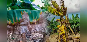 Hongo en plantas de plátano en Venezuela: ¿qué tan peligroso puede ser para la salud?