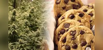 Descubren a madre que intentaba ingresar galletas con marihuana a cárcel para su hijo preso