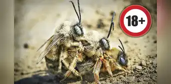 ¿Por qué las abejas pueden tener sexo una sola vez durante toda su vida? ¿Por qué las abejas pueden tener sexo una sola vez durante toda su vida?