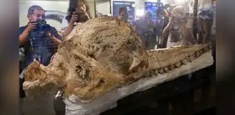 Hallan en Perú al "fósil mejor preservado del mundo" de cachalote prehistórico