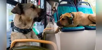 ¿Quién es Boji, el perrito influencer que ama viajar en el transporte público de Estambul?