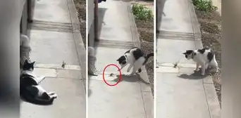 Gatito reta a duelo a un insecto sin imaginar que recibiría un insólito "ataque ninja"