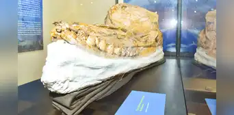 Hallan fósil de cachalote de 7 millones de años en desierto de Ica Hallan fósil de cachalote de 7 millones de años en desierto de Ica