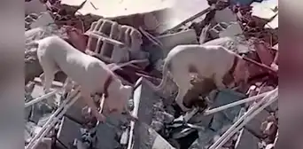 Un perrito lleva un pedazo de pan a su dueño atrapado entre los escombros en Turquía Un perrito lleva un pedazo de pan a su dueño atrapado entre los escombros en Turquía