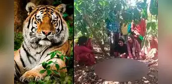 Tigre fugado de zoológico mata a hombre y su nieto con 12 horas de diferencia en la India