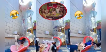 ¡Son como niños!: grupo de perritos son captados divirtiéndose en un tobogán ¡Son como niños!: grupo de perritos son captados divirtiéndose en un tobogán