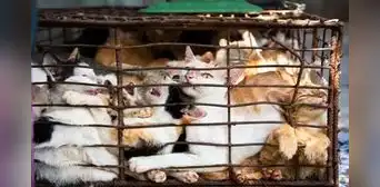 Hallan 2.000 gatos muertos que iban a ser utilizados para fabricar remedios medicinales