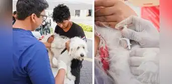 No más perritos perdidos: Surco lanza campaña de microchips gratuitos para mascotas No más perritos perdidos: Surco lanza campaña de microchips gratuitos para mascotas