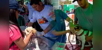 Gran campaña veterinaria gratuita y jornada de adopción en Chorrillos este sábado 18 y domingo 19 Gran campaña veterinaria gratuita y jornada de adopción en Chorrillos este sábado 18 y domingo 19