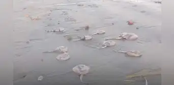 Animales marinos, entre anguilas y rayas, aparecieron varados en playas de Piura Animales marinos, entre anguilas y rayas, aparecieron varados en playas de Piura
