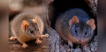 ¿Sabías que existe un animal que tiene sexo hasta morir? Conoce todo sobre el antequino ¿Sabías que existe un animal que tiene sexo hasta morir? Conoce todo sobre el antequino