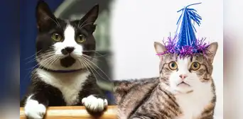 Día Internacional del Gato: ¿por qué se celebra el 20 de febrero y en otras dos fechas? Día Internacional del Gato: ¿por qué se celebra el 20 de febrero y en otras dos fechas?