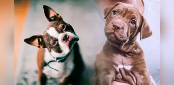 ¿Por qué mi perro inclina su cabeza cuando le hablo? Esto dice la ciencia ¿Por qué mi perro inclina su cabeza cuando le hablo? Esto dice la ciencia