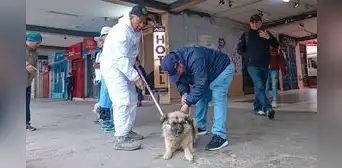 Perritos callejeros son rescatados y trasladados a albergue en Áncash Perritos callejeros son rescatados y trasladados a albergue en Áncash