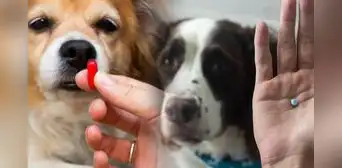 ¿Cómo hacer para que mi perro se tome la pastilla y no la escupa? Con estos trucos es posible ¿Cómo hacer para que mi perro se tome la pastilla y no la escupa? Con estos trucos es posible