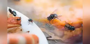 ¿Cómo eliminar las moscas de mi casa sin insecticida? Estos son los trucos caseros más efectivos ¿Cómo eliminar las moscas de mi casa sin insecticida? Estos son los trucos caseros más efectivos