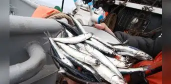 Segunda temporada de pesca de anchoveta 2022 culmina con 1,91 millones TM capturadas Segunda temporada de pesca de anchoveta 2022 culmina con 1,91 millones TM capturadas