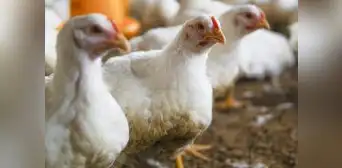 Falta de alimento y la influenza aviar provocan caída en producción de pollos en La Libertad Falta de alimento y la influenza aviar provocan caída en producción de pollos en La Libertad