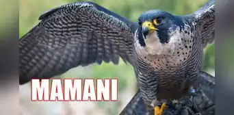 ¿Qué significa el apellido Mamani en Perú y cuál es la leyenda en la que está basada su origen?