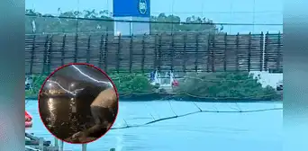 Puente colgante colapsó cuando 100 personas lo cruzaban en medio de los festejos del Carnaval de Brasil
