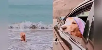 Denuncian que perro murió tras ser víctima de intoxicación en Playa Bujama