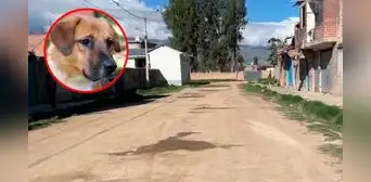 Envenenan a más de 8 perros en menos de 24 horas en Huancayo