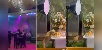Perrito aprovecha descuido y se lleva los bocaditos de una fiesta cuando los invitados bailaban Perrito aprovecha descuido y se lleva los bocaditos de una fiesta cuando los invitados bailaban