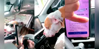 Le pidieron que recogiera a un perrito bebé y terminó disfrutando de la música con un joven pitbull