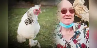 Hombre de 67 años muere tras feroz ataque de una de sus gallinas Hombre de 67 años muere tras feroz ataque de una de sus gallinas