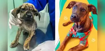 ¿Quieres adoptar a Choripan? Perrito rescatado busca nuevo hogar ¿Quieres adoptar a Choripan? Perrito rescatado busca nuevo hogar