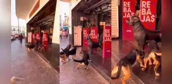Perritos sorprenden al ladrar a estatua que confundieron con otro can: “Querían socializar”