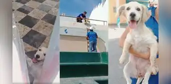 Callao: buscan hogar para cachorrita que rescataron tras ser arrojada a Estadio Telmo Carbajo