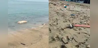 Ancón: hallan cerca de 200 aves muertas en la orilla de la playa Las Conchitas Ancón: hallan cerca de 200 aves muertas en la orilla de la playa Las Conchitas
