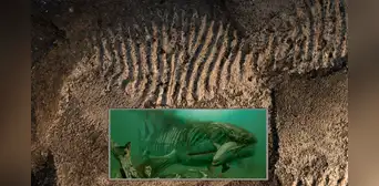 Descubren pez gigante que devoraba a nuestros antepasados hace 360 millones de años