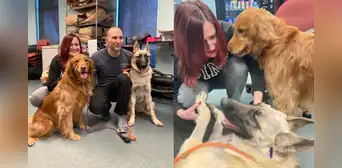 Perrito que sobrevivió a disparo fue adoptado por policía que lo socorrió Perrito que sobrevivió a disparo fue adoptado por policía que lo socorrió