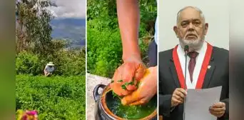 "Para ti, Montoya, caracho": apurimeño hace receta con alfalfa y se convierte en viral