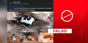 Estas sí son ratas de rescate, pero no están trabajando en Siria y Turquía tras el terremoto Estas sí son ratas de rescate, pero no están trabajando en Siria y Turquía tras el terremoto