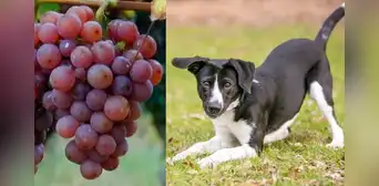 ¿Los perros pueden comer uvas? 5 alimentos dañinos para tu mascota ¿Los perros pueden comer uvas? 5 alimentos dañinos para tu mascota