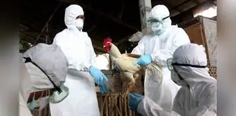 OMS califica de “preocupante” la gripe aviar H5N1 tras detectarse más casos en humanos y animales