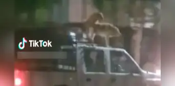 ¿Y cómo son los perros en tu barrio? Captan a canes apareándose sobre el techo de carro en movimiento