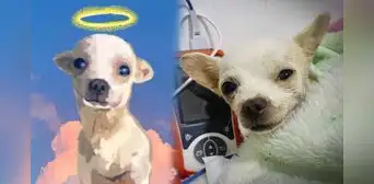Murió Pinky, el chihuahua que se hizo famoso porque defendió a su familia ante un robo Murió Pinky, el chihuahua que se hizo famoso porque defendió a su familia ante un robo